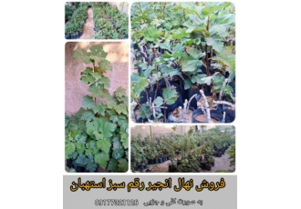 فروش نهال انجیر رقم سبز استهبان