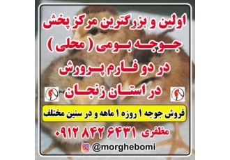 اولین وبزرگ ترین فروش جوجهه جهادی گلپایگان در زنجان