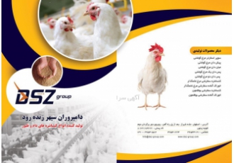 کنسانتره مرغ گوشتی جیره نویسی طیور مکمل شرکت دامپروران سپهر زنده