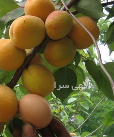 آگهی های بذر و نهال - تسوج
