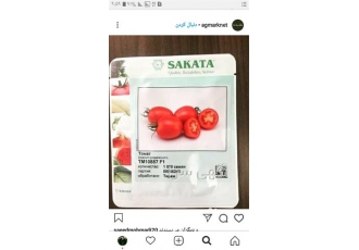 بذر گوجه فرنگی ساکاتا پربار در کرمان یکی از برترین رقم های گوجه صنعتی