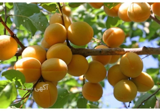 فروش نهال زردآلو ملایر
