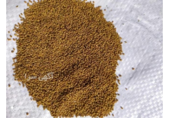 بذر یونجه اصلاح شده باخلوص۹۶ درصد و قوه نامیه ۹۸ در سنندج فروش بذر