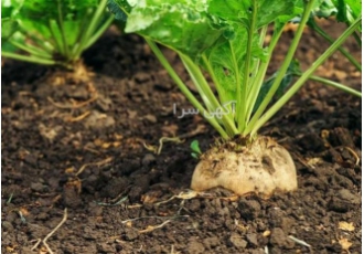 فروش بذر چغندرقند فروش انواع بذر ساچمه ای و پره ای فروش انواع بذر
