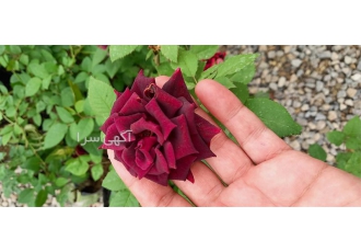 فروش گل رز هلندی گلدانی