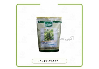 فروش بذر خیار قیمت بذر خیار گلخانه ای گالاردو در ایلام فروش بذر خیار