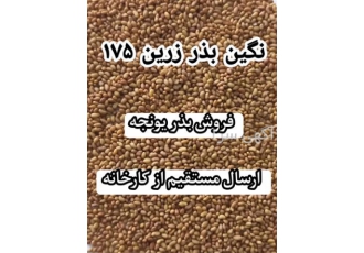 فروش بذر یونجه عمده و خرده اعلا