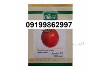 بذر گوجه فرنگی ثمین پرفروش - بذر گوجه اصل