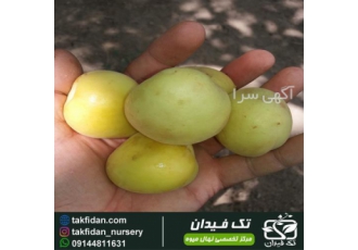 قیمت نهال زردآلو نصیری