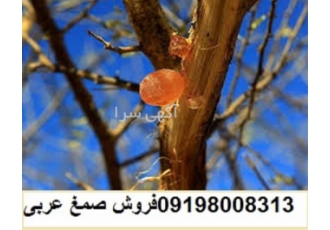 قیمت صمغ عربی فروش صمغ عربی در تهران صمغ عربی چیست؟ صمغ عربی یک گیاه