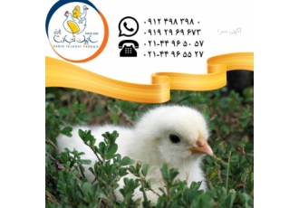 فروش جوجه مرغ یک روزه - جوجه کاپ-سابین تجارت
