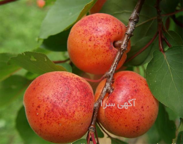 آگهی های بذر و نهال - تسوج