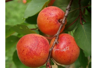 فروش نهال زردآلو
