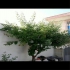 عرضه نهال زردالو ( آلو ارمنستانی) پیوندی گلدانی در ساری عرضه نهال