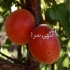 قیمت نهال زردالو تولید کننده نهال زردآلو در رشت قیمت نهال زردالو