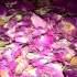 خرید و فروش گل محمدی و غنچه گل محمدی در شیراز فروش عمده و جزئی گل محمدی