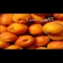 ارائه درخت زردالو واریته مازندران و قیسی در ساری ارائه درخت زردالو