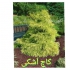 فروش درخت سرو اشکی سرو ساوارا در نشتارود تولیدی گل و گیاه دادمهر