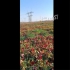 فروش نشا توت فرنگی کاماروسو ریشه لخت در رباط کریم فروش نشا توت فرنگی