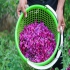خرید گل گاوزبان در رودسر فروش گل گاوزبان اشکورات گیلان با کیفیت عالی