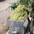 دستگاه آبغوره گیری دوکاره پرسی و تسمه ای در کرج دستگاه ابغوره گیری