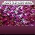خرید و فروش غنچه و پر گل محمدی در شیراز خرید و فروش عمده و جزئی پر گل