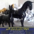 ساخت آلاچیق رومی و آلاچیق گنبدی|نصب آلاچیق در پاکدشت ما در تیم متخصص