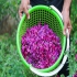 فروش گل گاوزبان در رودسر فروش گل گاوزبان به صورت عمده برای خرید گل