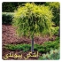 فروش درخت سرو اشکی سرو ساوارا در نشتارود تولیدی گل و گیاه دادمهر
