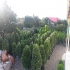 فروش یاس هلندی قیچی خورده قیمت یاس هلندی در شیرود فروش یاس هلندی