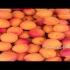 ارائه درخت گلدانی زردالو واریته مازندران و قیسی در ساری ارائه درخت