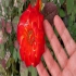 فروش گل رز هلندی گلدانی در ساری گل رز هلندی #127801 #127801 #127801 #