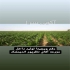 قیمت فروش بذر ذرت علوفه ای ویجیتا در کرج قیمت بذر ذرت علوفه ای ویجیتا