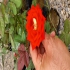 فروش گل رز هلندی گلدانی در ساری گل رز هلندی #127801 #127801 #127801 #
