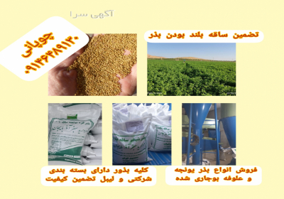 فروش بذر یونجه ساقه بلند