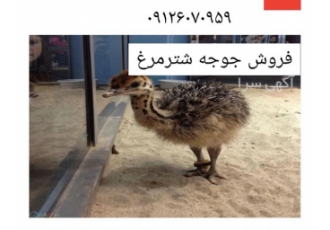 خرید و فروش جوجه شترمرغ در تهران خدمات از صفر تا 100 حتی برای حداقل