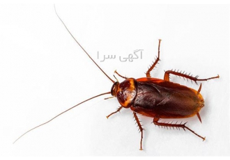 سمپاشی سوسک آمریکایی اصفهان با مجوز بهداشت سمپاشی تخصصی وتضمینی انواع