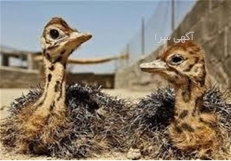 فروش جوجه شترمرغ