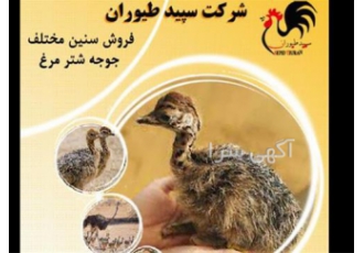 جوجه شترمرغ چهار ماهه- فروش جوجه شترمرغ -طیور