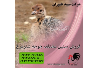 شترمرغ ۴ ماهه عرضه جوجه شترمرغ طیور در تهران شترمرغ 4 ماهه عرضه جوجه