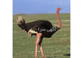 فروش جوجه شتر مرغ شرکت سپیدطیوران - طیور