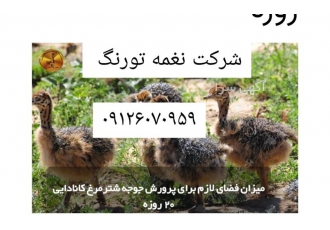 پرورش جوجه شترمرغ کانادایی 20 روزه