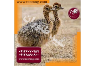 شترمرغ ۴ ماهه طیور در تهران شترمرغ 4 ماهه طیور آماده تحویل هم اکنون