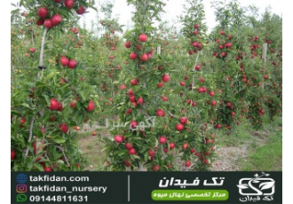ارقام نهال سیب پایه کوتاه ، نهالستان تک فیدان