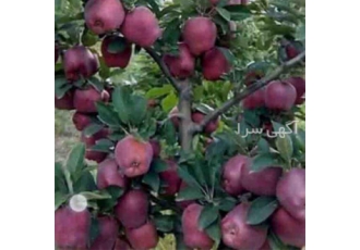 فروش نهال سیب درجه یک میراکل در کل کشور در اصفهان فروش نهال سیب درجه یک