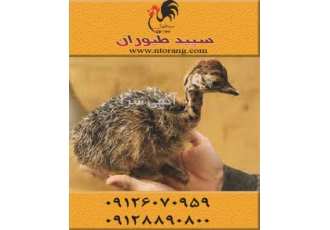 قیمت جوجه شترمرغ یک ماهه فروش جوجه شترمرغ در تهران قیمت جوجه شترمرغ