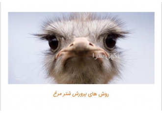 قیمت فروش شترمرغ 45 روزه با وزن 8 کیلو - طیور