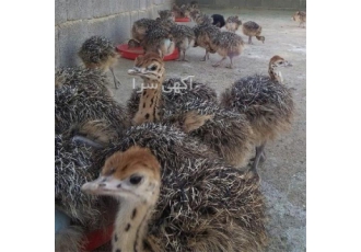 فروش جوجه شتر مرغ هچری - طیور