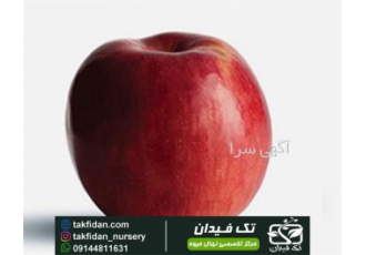 فروش نهال سیب ویلتون در رشت فروش نهال سیب ویلتون با منشاء امریکا بهترین