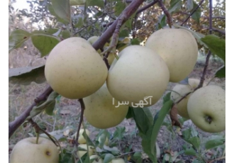 قیمت نهال سیب - فروش نهال سیب